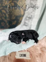 Cayenne, a female Goldendoodle for sale in Montezuma, GA – 6 of 8