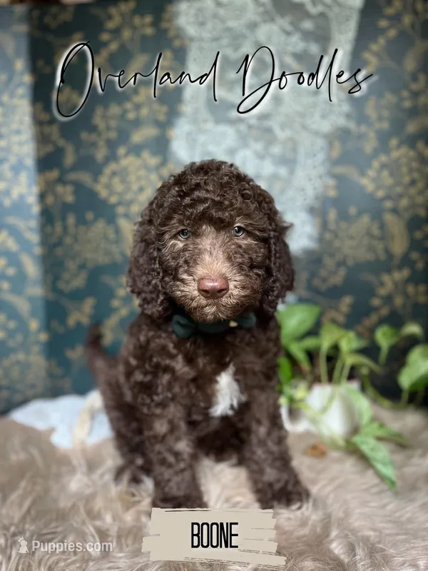 Gauge – Labradoodle puppy for sale in Montezuma, GA