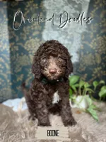 Gauge, a male Labradoodle for sale in Montezuma, GA – 1 of 10