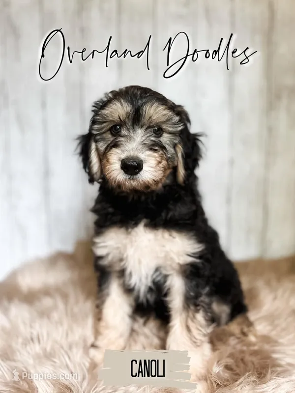 Canoli – Cavapoo, Goldendoodle puppy for sale in Montezuma, GA