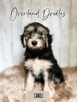 Canoli, a male Cavapoo and Goldendoodle for sale in Montezuma, GA – 1 of 10