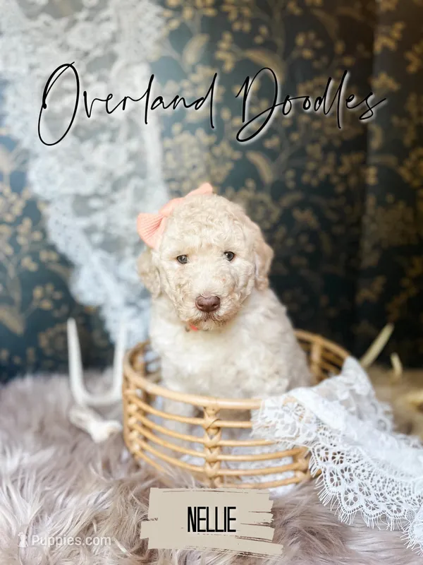 Nellie – Labradoodle puppy for sale in Montezuma, GA