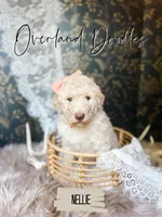Nellie, a female Labradoodle for sale in Montezuma, GA – 3 of 9