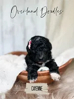 Cayenne, a female Goldendoodle for sale in Montezuma, GA – 5 of 8