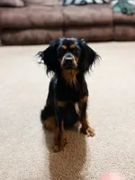 Cupcake, a female Cavapoo and Goldendoodle for sale in Montezuma, GA – 9 of 10