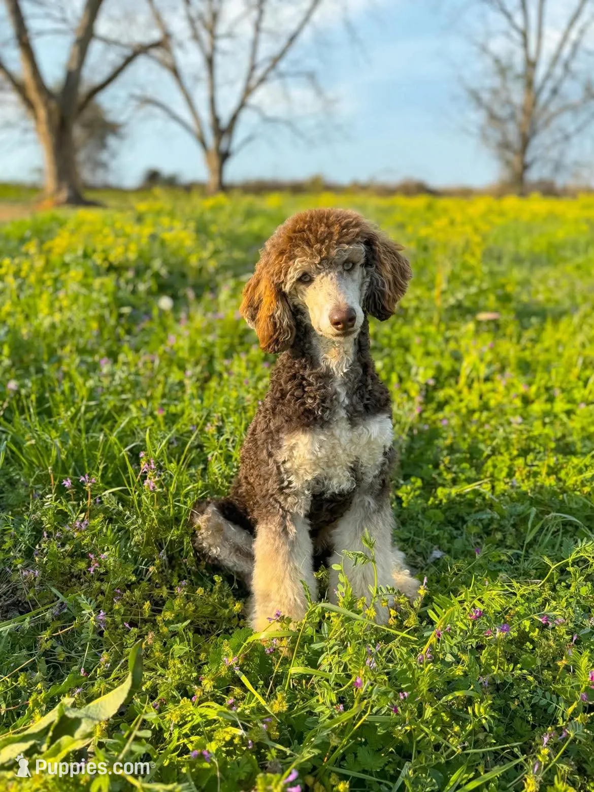 Gunner, a male Labradoodle for sale in Montezuma, GA – 5 of 5
