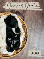 Cardamon, a male Goldendoodle for sale in Montezuma, GA – 7 of 8