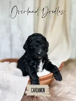 Cardamon, a male Goldendoodle for sale in Montezuma, GA – 5 of 8