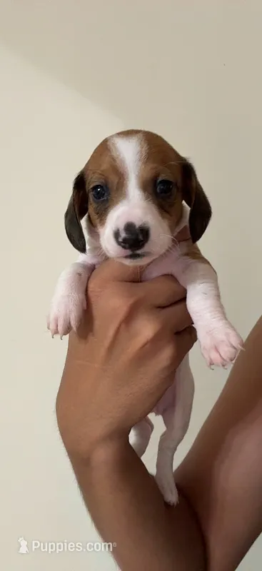 Dot – Dachshund puppy for sale in Detroit, MI