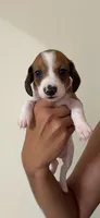 Dot, a male Dachshund for sale in Detroit, MI – 1 of 1