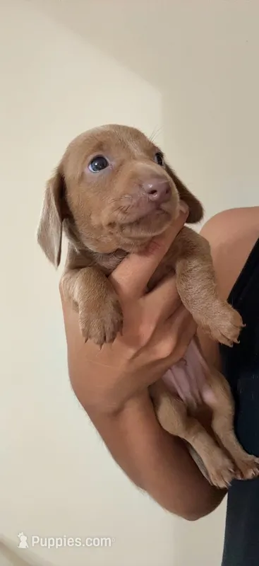 Ace – Dachshund puppy for sale in Detroit, MI