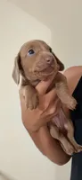 Ace, a female Dachshund for sale in Detroit, MI – 1 of 1