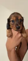 Sue, a female Dachshund for sale in Detroit, MI – 1 of 1