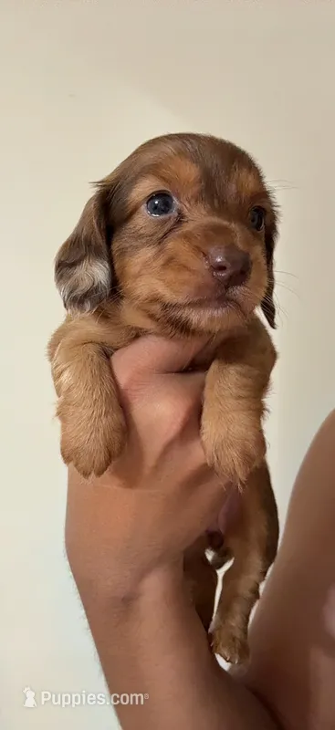 Goldie – Dachshund puppy for sale in Detroit, MI