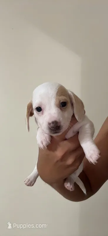 May – Dachshund puppy for sale in Detroit, MI
