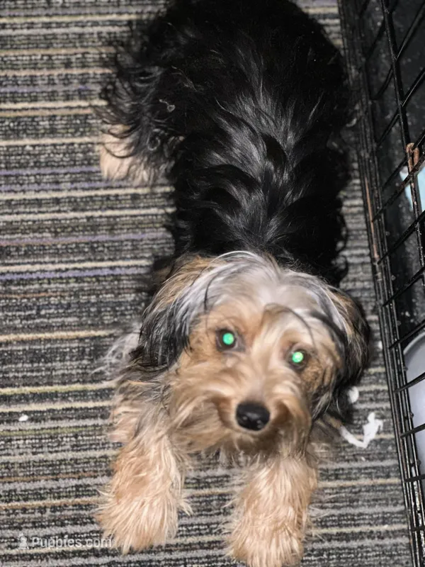 Khaniya  – Yorkshire Terrier puppy for sale in Prince George, VA