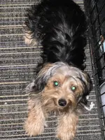 Khaniya , a female Yorkshire Terrier for sale in Prince George, VA – Photo 3 of 6