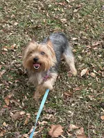 Khaniya , a female Yorkshire Terrier for sale in Prince George, VA – Photo 6 of 6