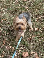 Khaniya , a female Yorkshire Terrier for sale in Prince George, VA – Photo 5 of 6