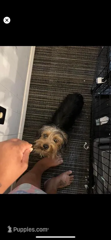 Khaniya  – Yorkshire Terrier puppy for sale in Prince George, VA