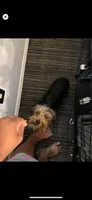 Khaniya , a female Yorkshire Terrier for sale in Prince George, VA – Photo 1 of 6