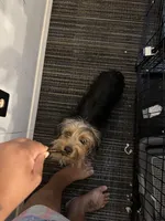 Khaniya , a female Yorkshire Terrier for sale in Prince George, VA – Photo 4 of 6