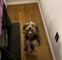 Khaniya , a female Yorkshire Terrier for sale in Prince George, VA – Photo 2 of 6