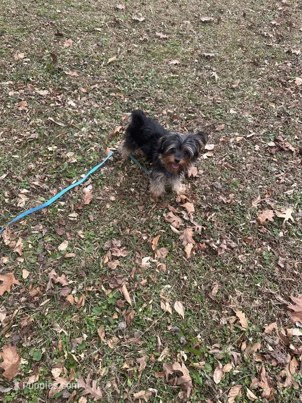 David – Yorkipoo puppy for sale in Prince George, VA