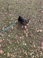 David, a male Yorkipoo for sale in Prince George, VA – 1 of 4