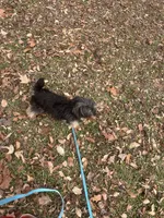 David, a male Yorkipoo for sale in Prince George, VA – 2 of 4