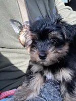 David, a male Yorkipoo for sale in Prince George, VA – 4 of 4