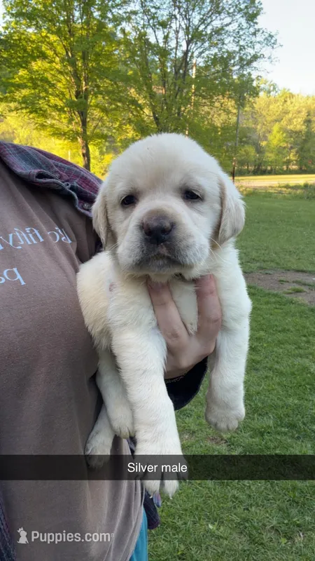 Silver Male – Labrador Retriever puppy for sale in Hazel Green, KY
