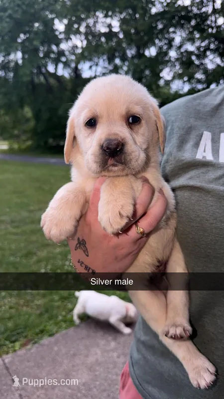 Silver Male – Labrador Retriever puppy for sale in Hazel Green, KY