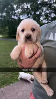 Silver Male, a male Labrador Retriever for sale in Hazel Green, KY – 1 of 3