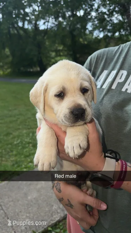 Red Male – Labrador Retriever puppy for sale in Hazel Green, KY