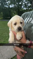 Red Male, a male Labrador Retriever for sale in Hazel Green, KY – 1 of 4