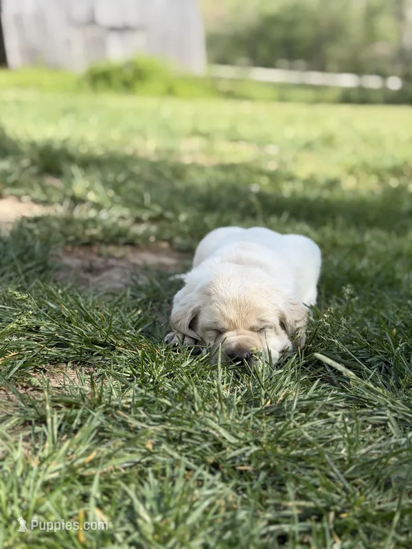 Red Male – Labrador Retriever puppy for sale in Hazel Green, KY
