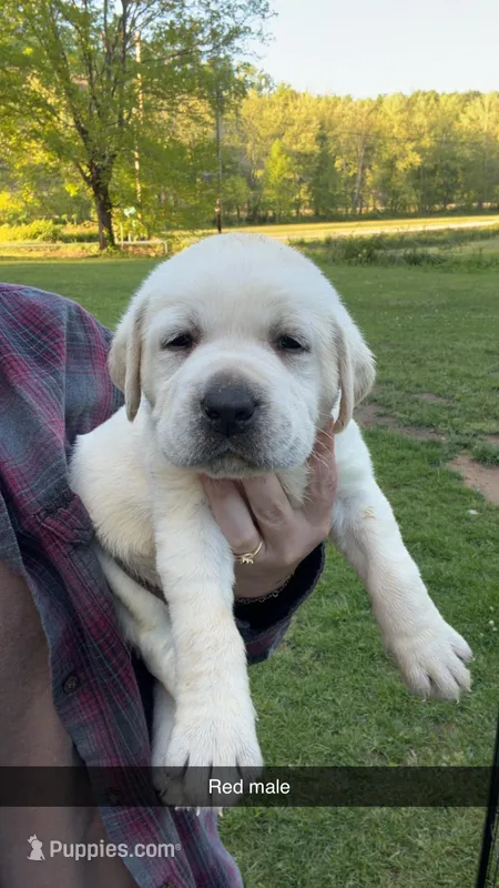 Red Male – Labrador Retriever puppy for sale in Hazel Green, KY