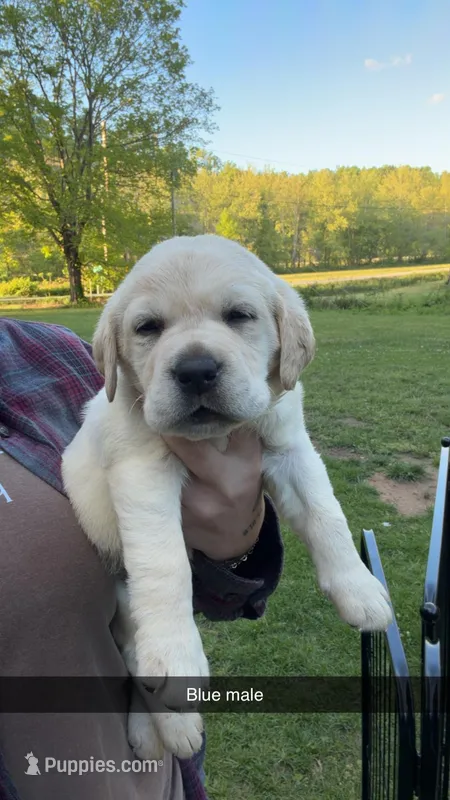 Blue Male, a male Labrador Retriever for sale in Hazel Green, KY – Photo 1 of 2
