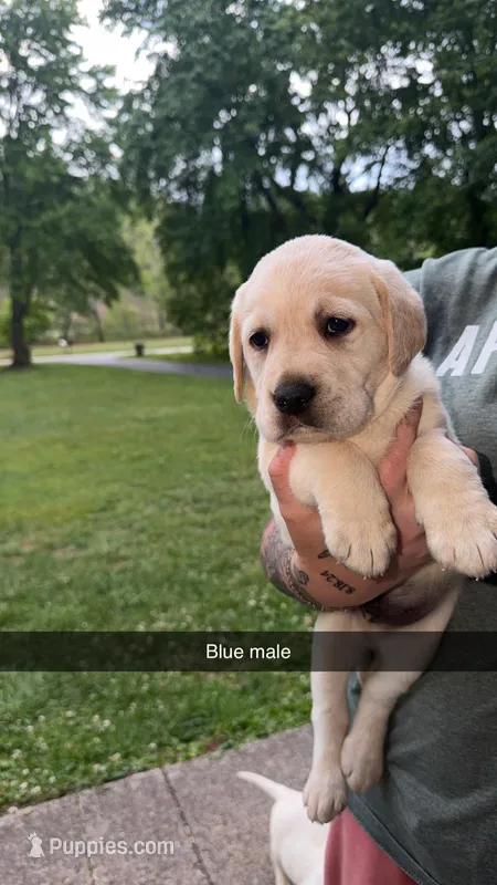 Blue Male – Labrador Retriever puppy for sale in Hazel Green, KY