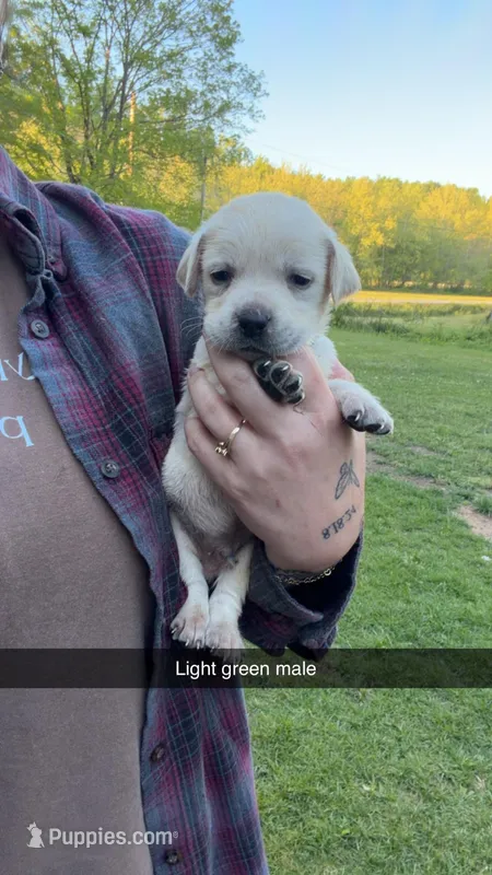 Green Male, a male Labrador Retriever for sale in Hazel Green, KY – Photo 1 of 2