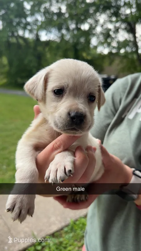 Green Male – Labrador Retriever puppy for sale in Hazel Green, KY