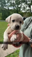 Green Male, a male Labrador Retriever for sale in Hazel Green, KY – 1 of 3