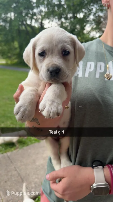 Teal Female – Labrador Retriever puppy for sale in Hazel Green, KY