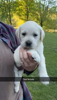 Teal Female, a female Labrador Retriever for sale in Hazel Green, KY – Photo 1 of 2