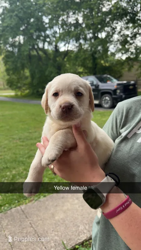 Yellow Female – Labrador Retriever puppy for sale in Hazel Green, KY