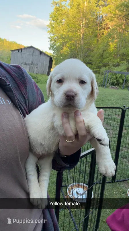 Yellow Female, a female Labrador Retriever for sale in Hazel Green, KY – Photo 1 of 2