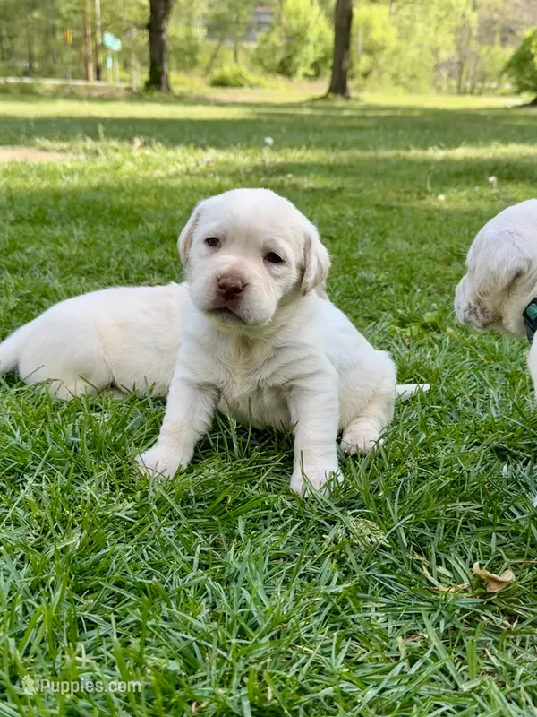 Orange Girl – Labrador Retriever puppy for sale in Hazel Green, KY