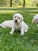 Orange Girl, a female Labrador Retriever for sale in Hazel Green, KY – 3 of 4