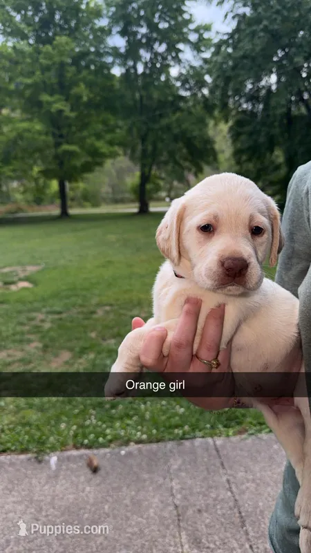 Orange Girl – Labrador Retriever puppy for sale in Hazel Green, KY